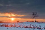 Stark Tree At Sunset_13061